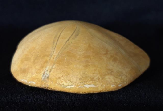 Astrolampas depressus (AGASSIZ in AGASSIZ & DESOR 1847) - Bild &copy; FossNet FossilienStore